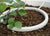 Netafim NetBow, Box 50, 10-in Drip Ring